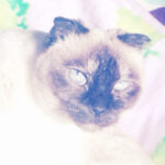 hanachan49794001